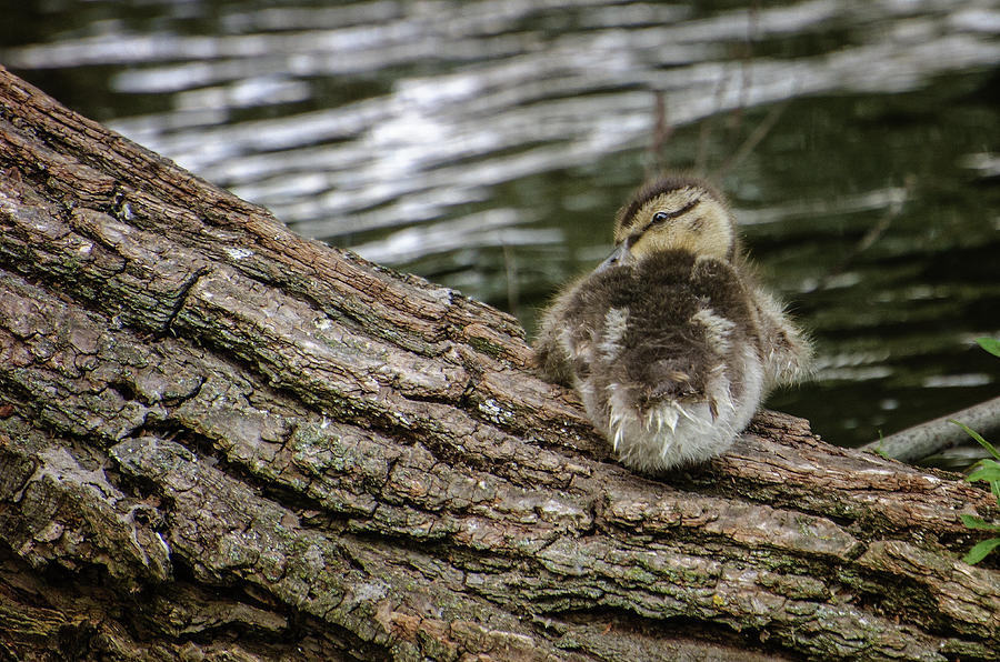 Baby Mallard Duck Photograph by Susan McMenamin