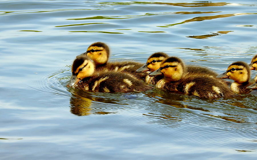 Baby Mallards Photograph by Betty-Anne McDonald - Fine Art America