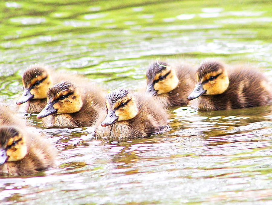 Baby Mallards Photograph by Jodi Sharp - Fine Art America