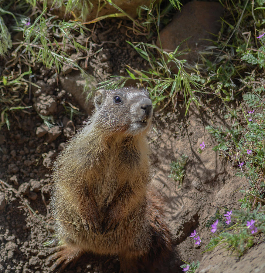 Baby Marmot Photograph by Dave Hill