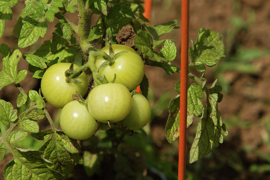 Baby Maters Photograph by Cordell McDonald - Fine Art America