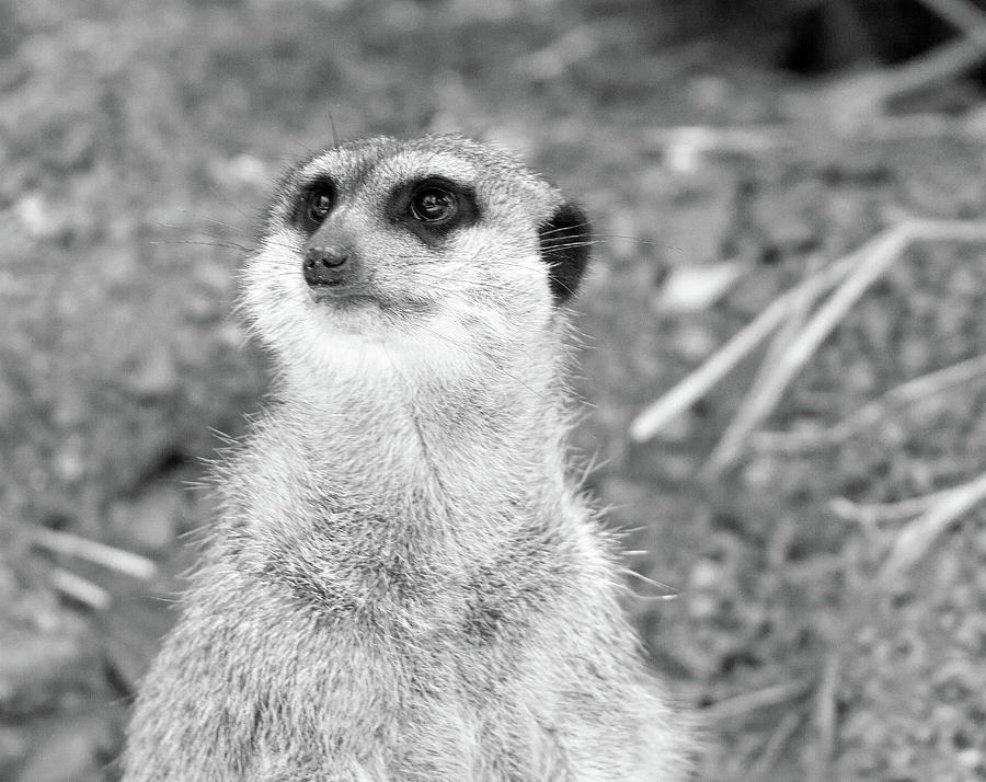 Baby Meerkat Photograph by Ed James