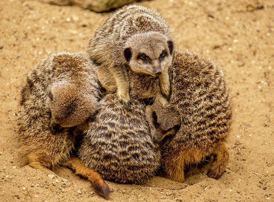 Baby meerkats Photograph by Ed James
