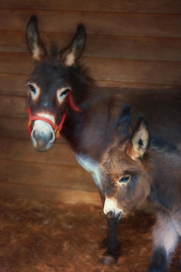 Baby Miniature Donkey With Mom Photograph