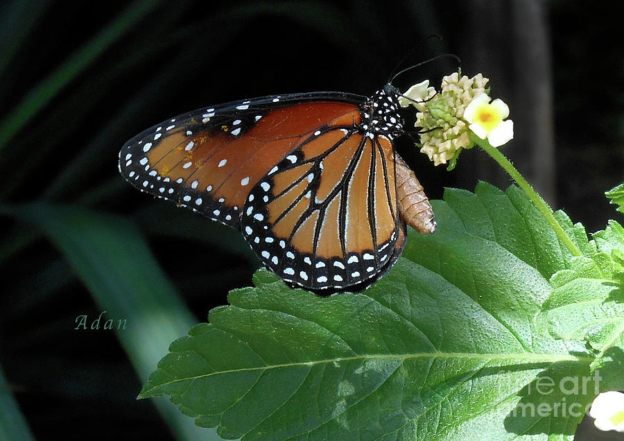 Baby Monarch Photograph by Felipe Adan Lerma