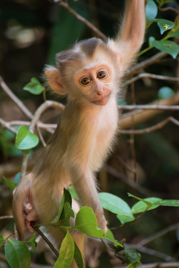  Baby  Monkey  climbing Tree Photograph by Maximilian Wollrab