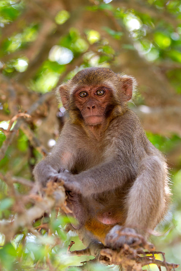 Monkey Photograph - Baby monkey by Dara Gor