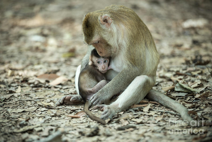 Baby monkey eating milk from the mother Photograph by Sasin Tipchai - Fine  Art America