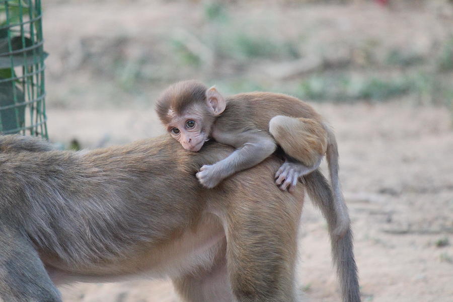 Baby Monkey on Mama, Govardhan Hill Photograph by Jennifer Mazzucco