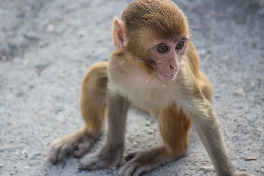 Baby Monkey, Rishikesh Photograph by Jennifer Mazzucco