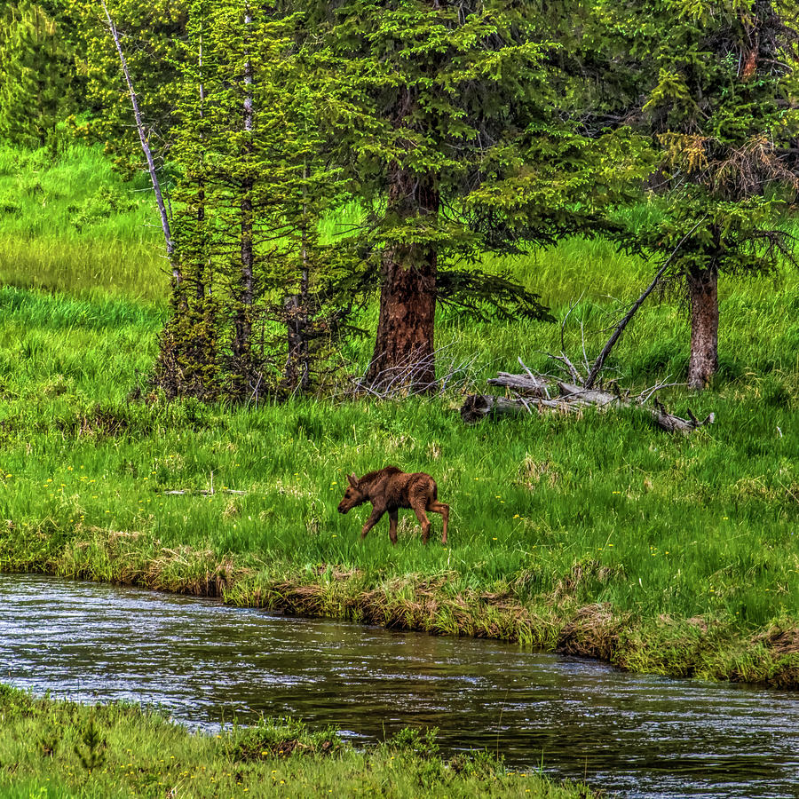 Baby Moose Photograph - Baby Moose In Rockies by Charles Meador