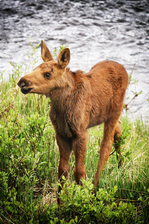 Baby Moose Photograph by Juli Ellen