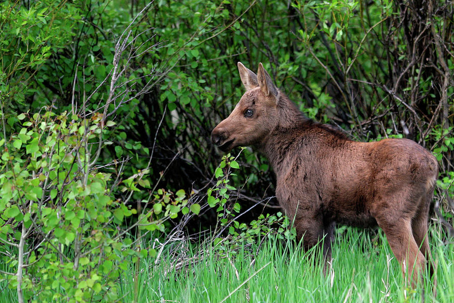 Baby Moose Photograph by Ronnie And Frances Howard