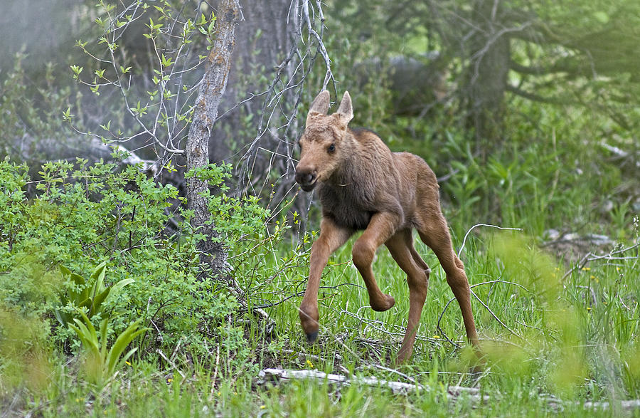 Young Moose Photograph - Baby Moose run by Earl Nelson