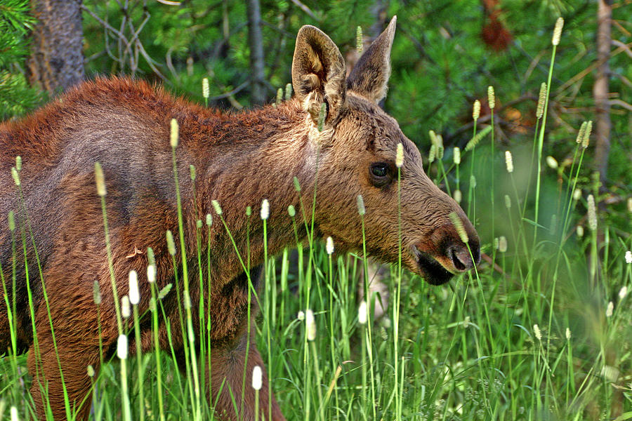 Baby Moose Photograph by Scott Mahon