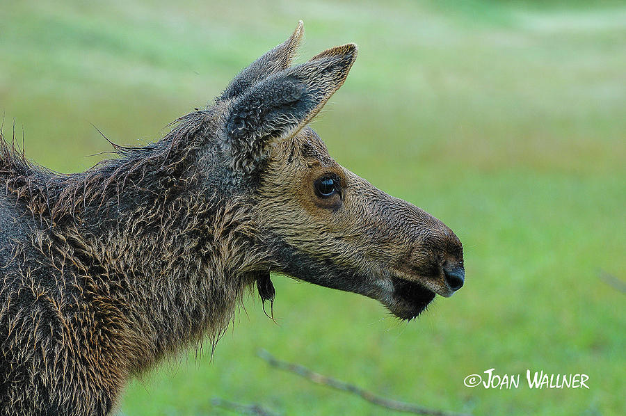 Baby Moose with Dew Photograph by Joan Wallner