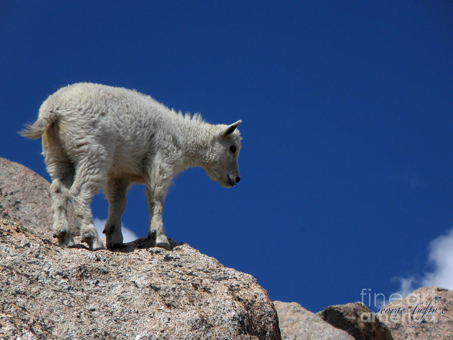 Baby mountain goat Photograph by George Tuffy