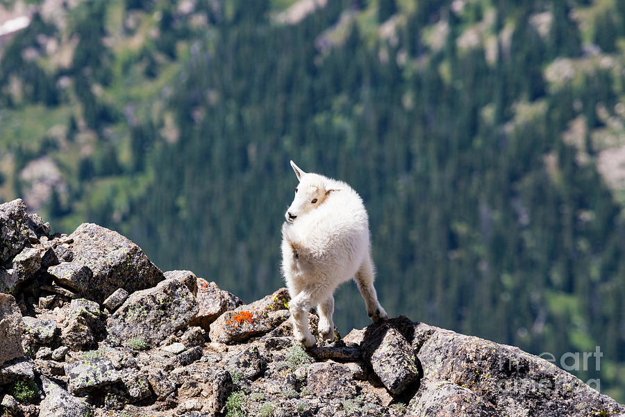 Baby Mountain Goat On Massive Photograph