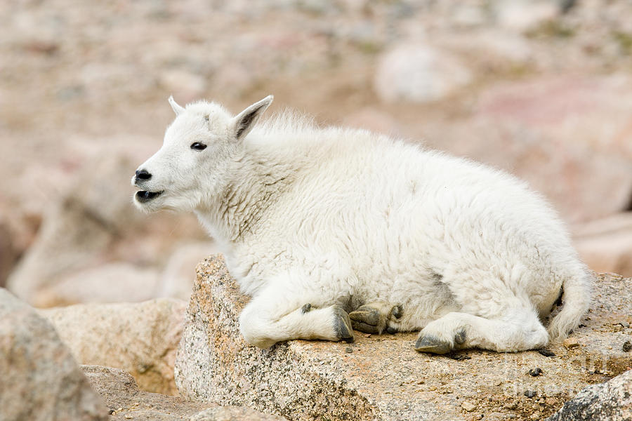 Baby Mountain Goat On Mount Evans Photograph