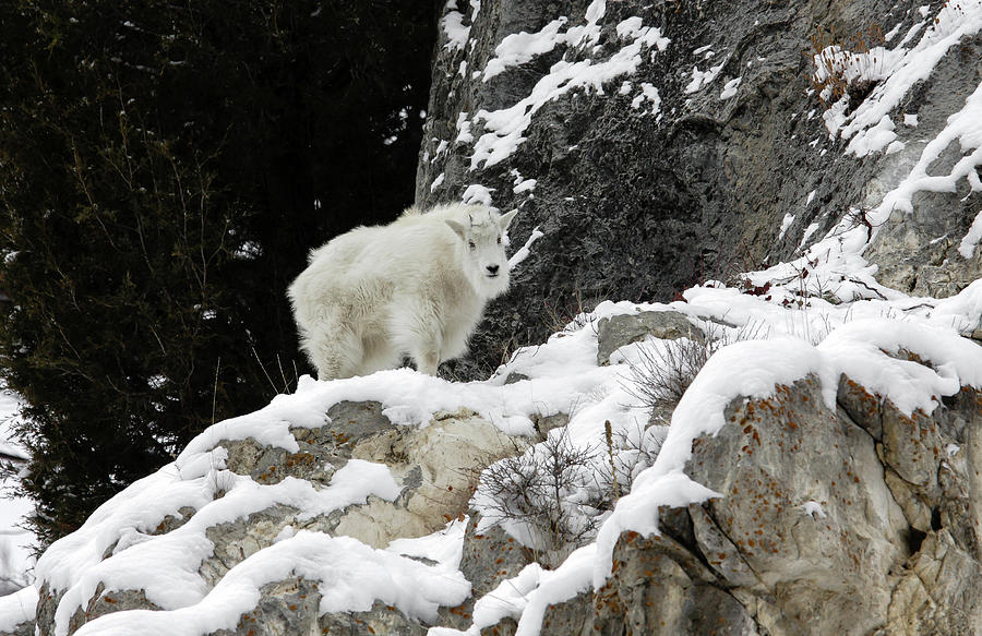 Baby Mountain Goat Photograph by Ronnie And Frances Howard