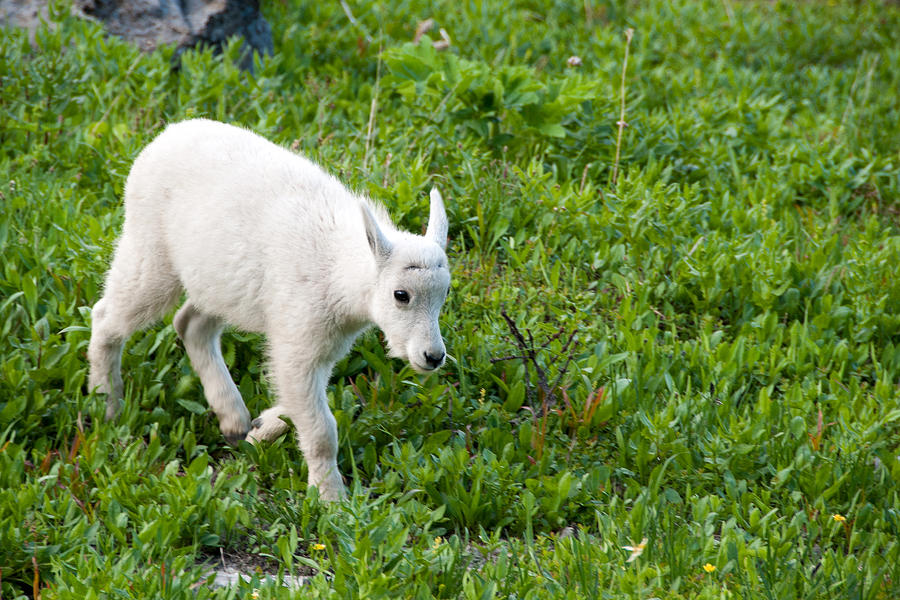 Baby Mountain Goat Photograph by Steve Stuller