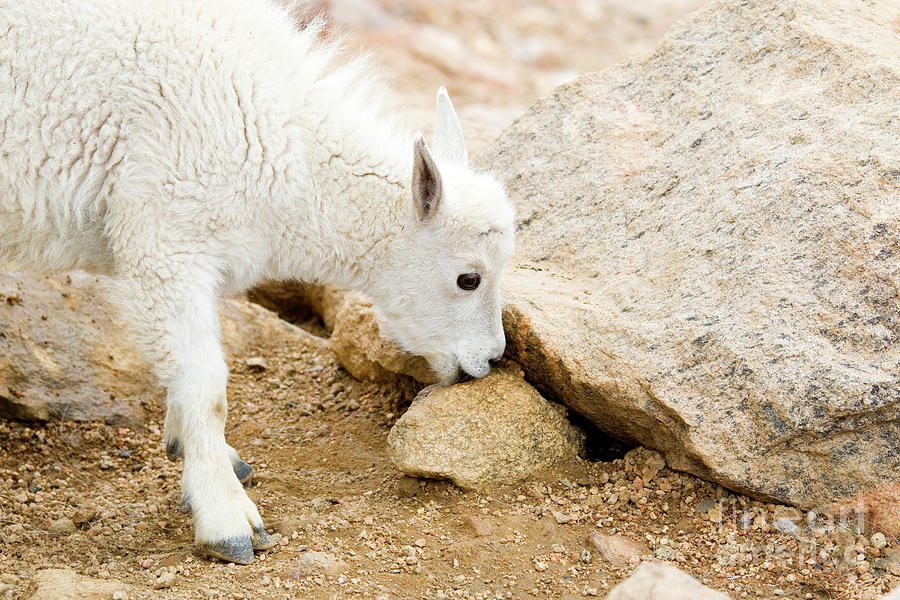 Baby Mountain Goats Foraging On Mount Evans Photograph