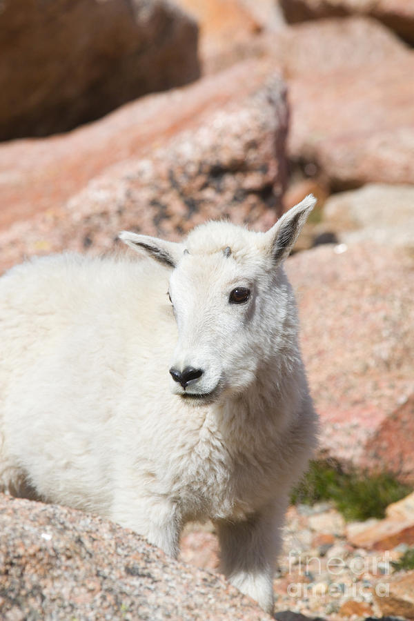 Baby Mountain Goats on Mount Evans Photograph by Steven Krull