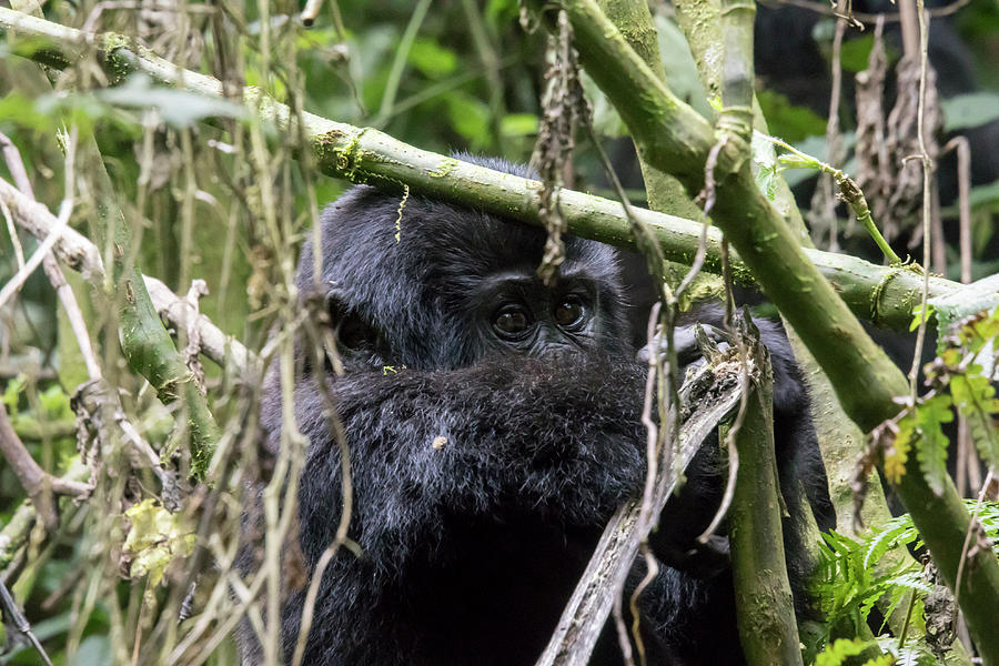 Baby mountain gorilla in tree, Bwindi Impenetrable Forest Nation Photograph by Karen Foley
