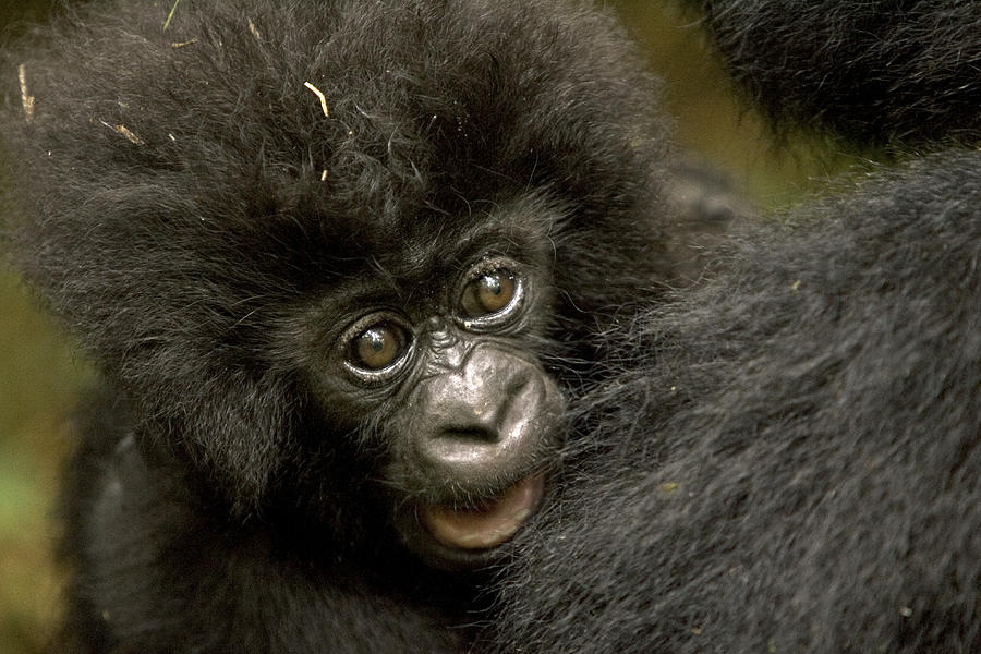 baby gorilla baby gorilla