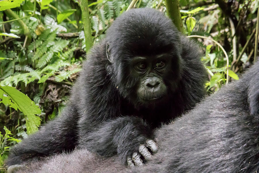 Baby mountain gorilla on mothers back, Bwindi Impenetrable Fore Photograph by Karen Foley