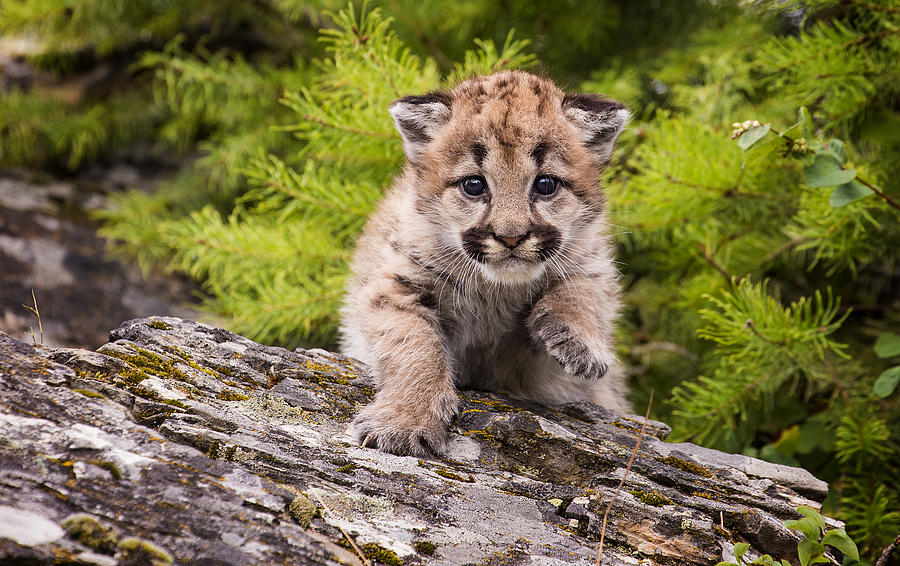 Baby Mountain Lion Cub Photograph By Dixie Henrie