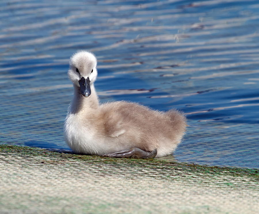 Baby mute swan, cygnus olor Photograph by Elenarts - Elena Duvernay photo