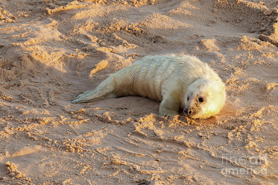 Baby newborn seal pup on the beach Photograph by Simon Bratt