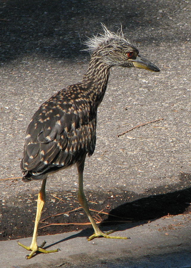 Baby Night Heron Photograph by T Guy Spencer