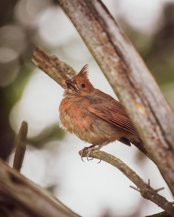 Baby Northern Red Cardinal Photograph by Bob Orsillo