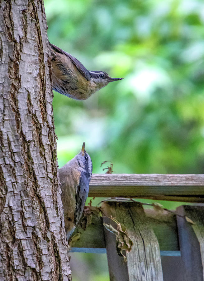 Baby Nuthatch 2 Photograph