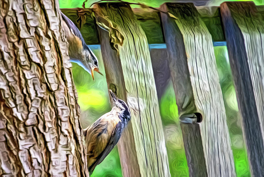 Baby Nuthatch 3 - Paint Photograph