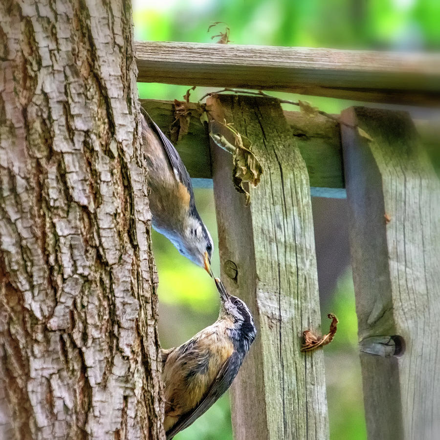 Baby Nuthatch 4 Photograph