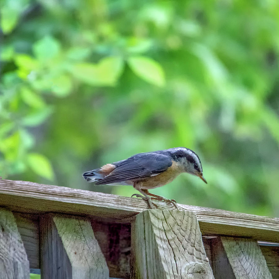 Baby Nuthatch Photograph