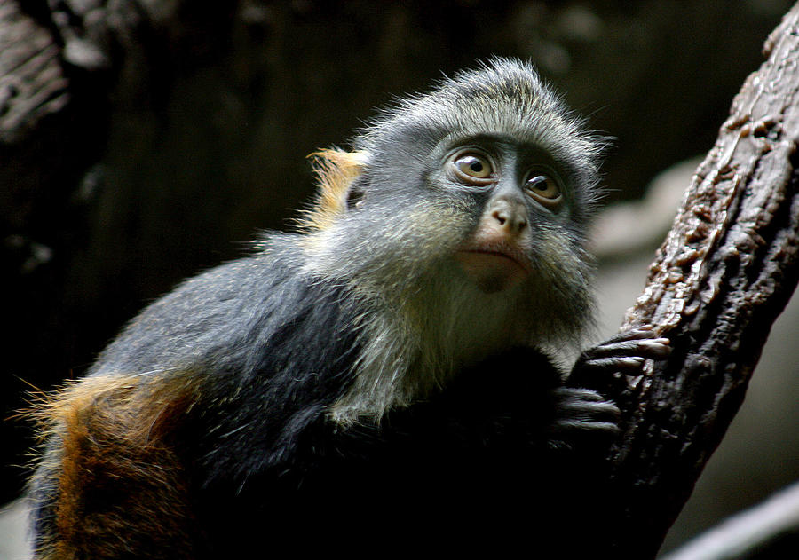 Monkey Photograph - Baby of the Family by Jason Hochman