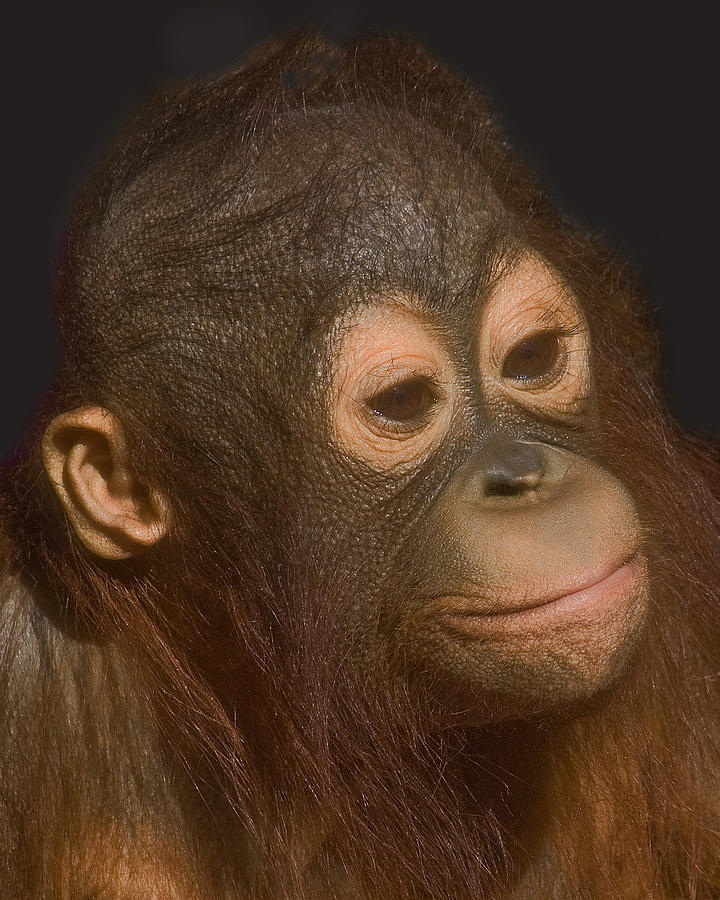Nature Photograph - Baby Orang-utan by Larry Linton