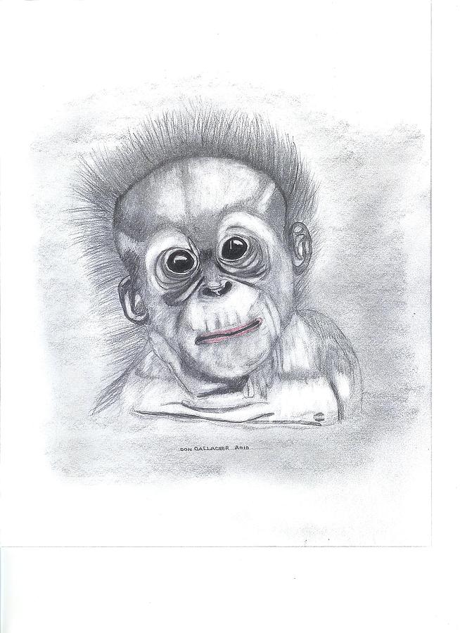 Nature Drawing - Baby Orangutan by Don  Gallacher