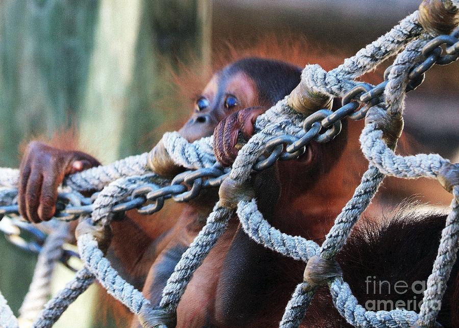Baby Orangutan Gumming The Ropes Photograph