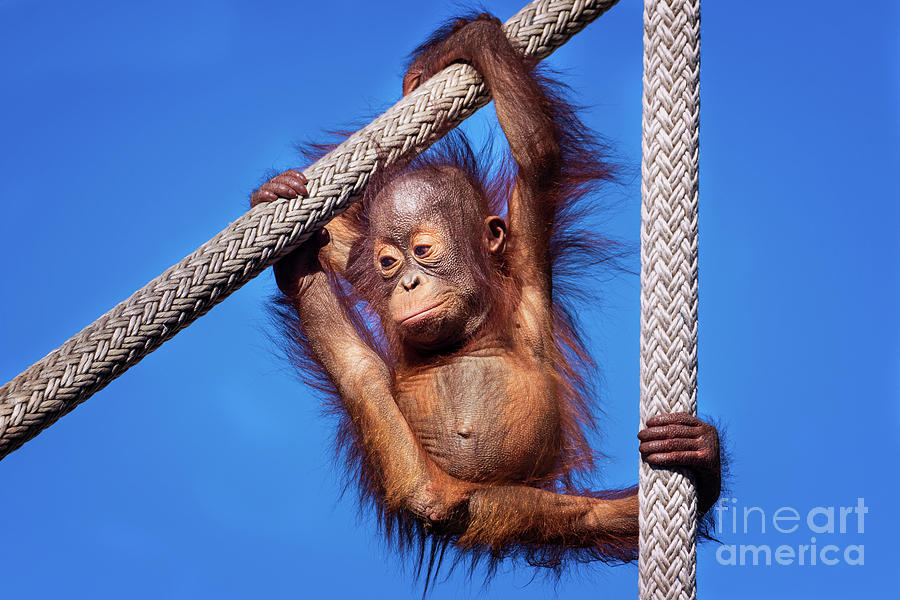Baby Orangutan Hanging out by Stephanie Hayes Baby Orangutan Hanging out by Stephanie Hayes