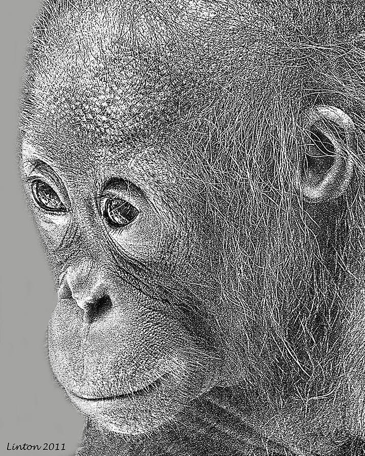 Baby Orangutan Digital Art by Larry Linton