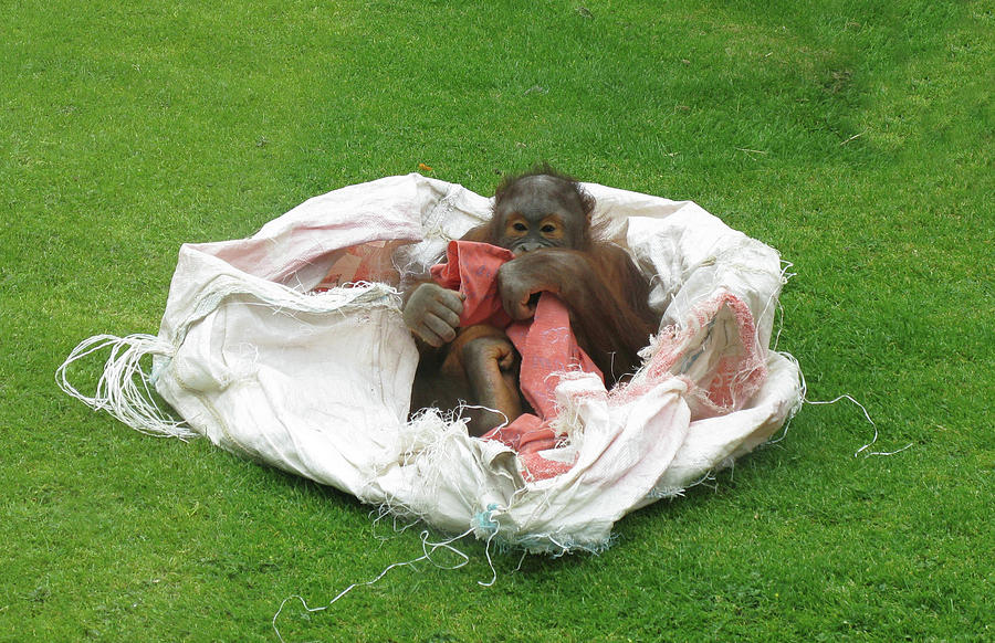 Baby Orangutan Relaxing Photograph by Tom Conway