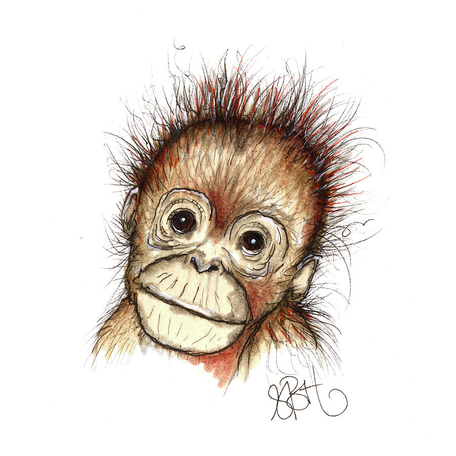 Baby Orangutan Drawing  by Sally Huntington