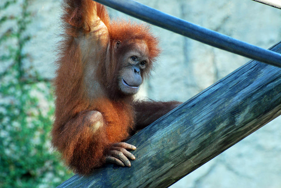 Baby Orangutan Photograph by Teresa Blanton