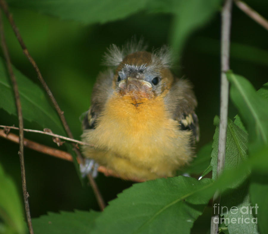 Baby Oriole Photograph by Smilin Eyes Treasures