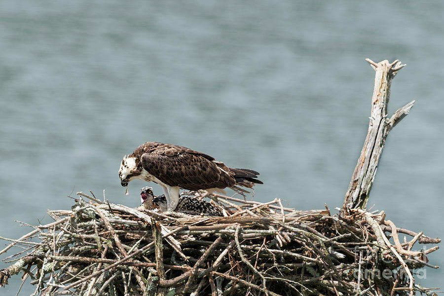 Baby osprey eating fish from female osprey Photograph by Dan Friend
